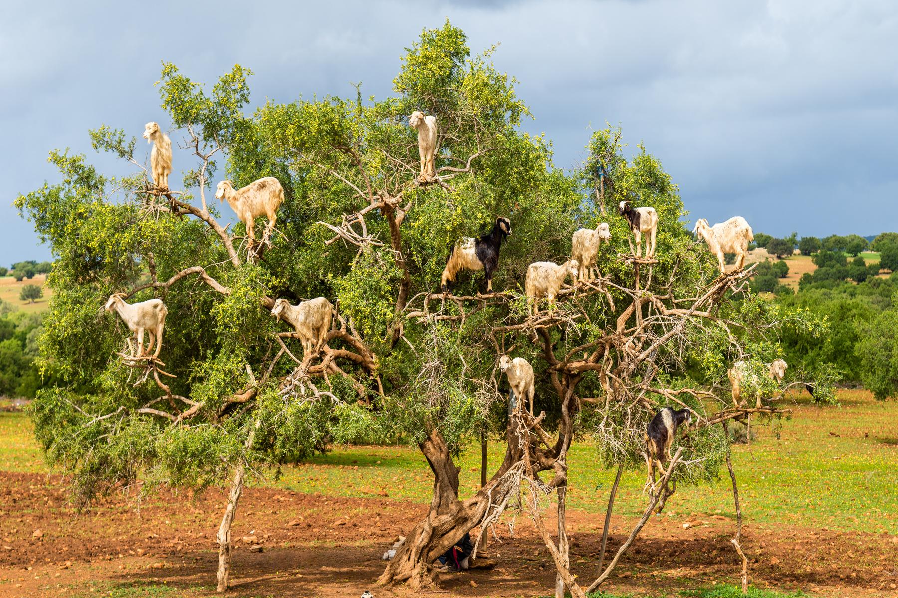 goat-tree